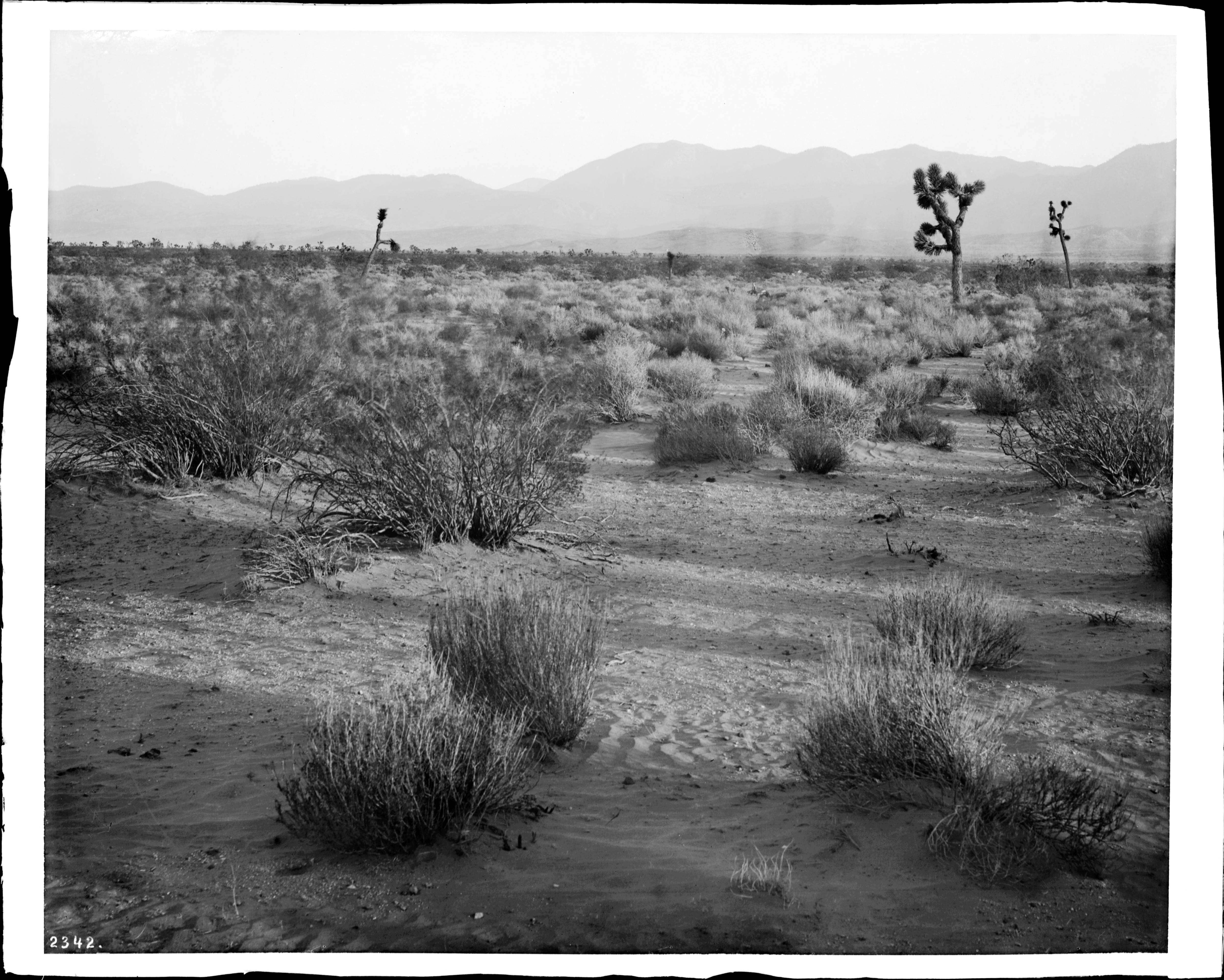 Image of Joshua tree