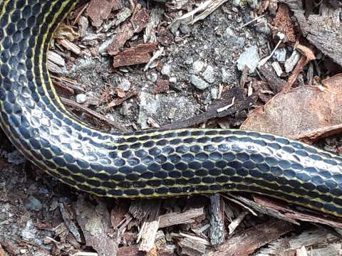 Image of Variable Reed Snake