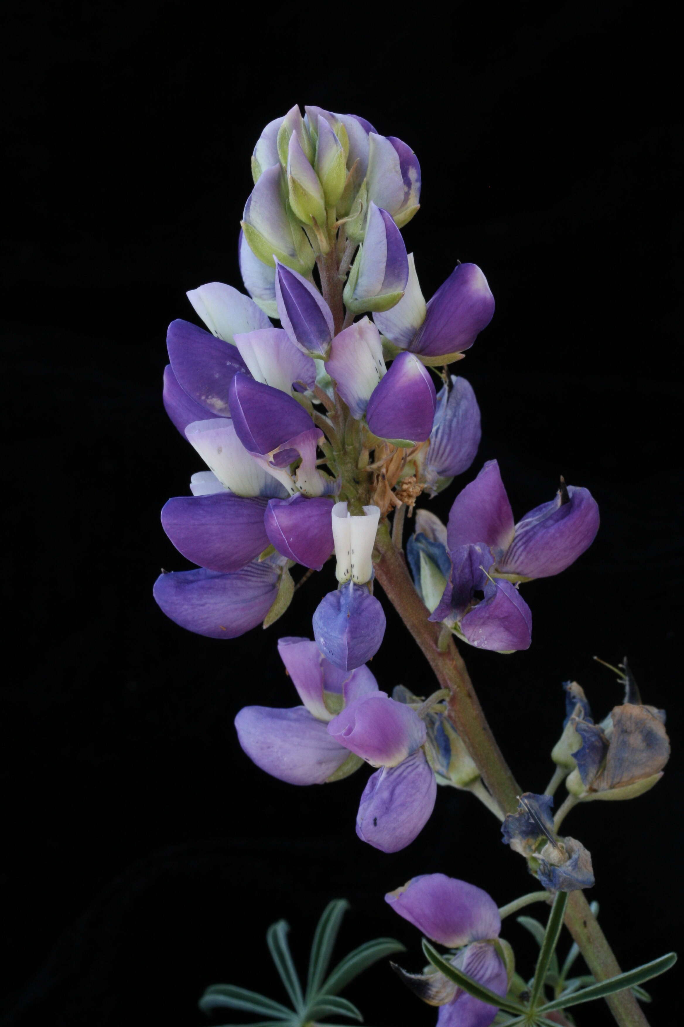 Image of Lindley's Varied Lupine