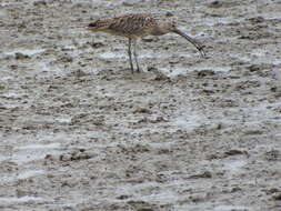 Image of Eastern Curlew