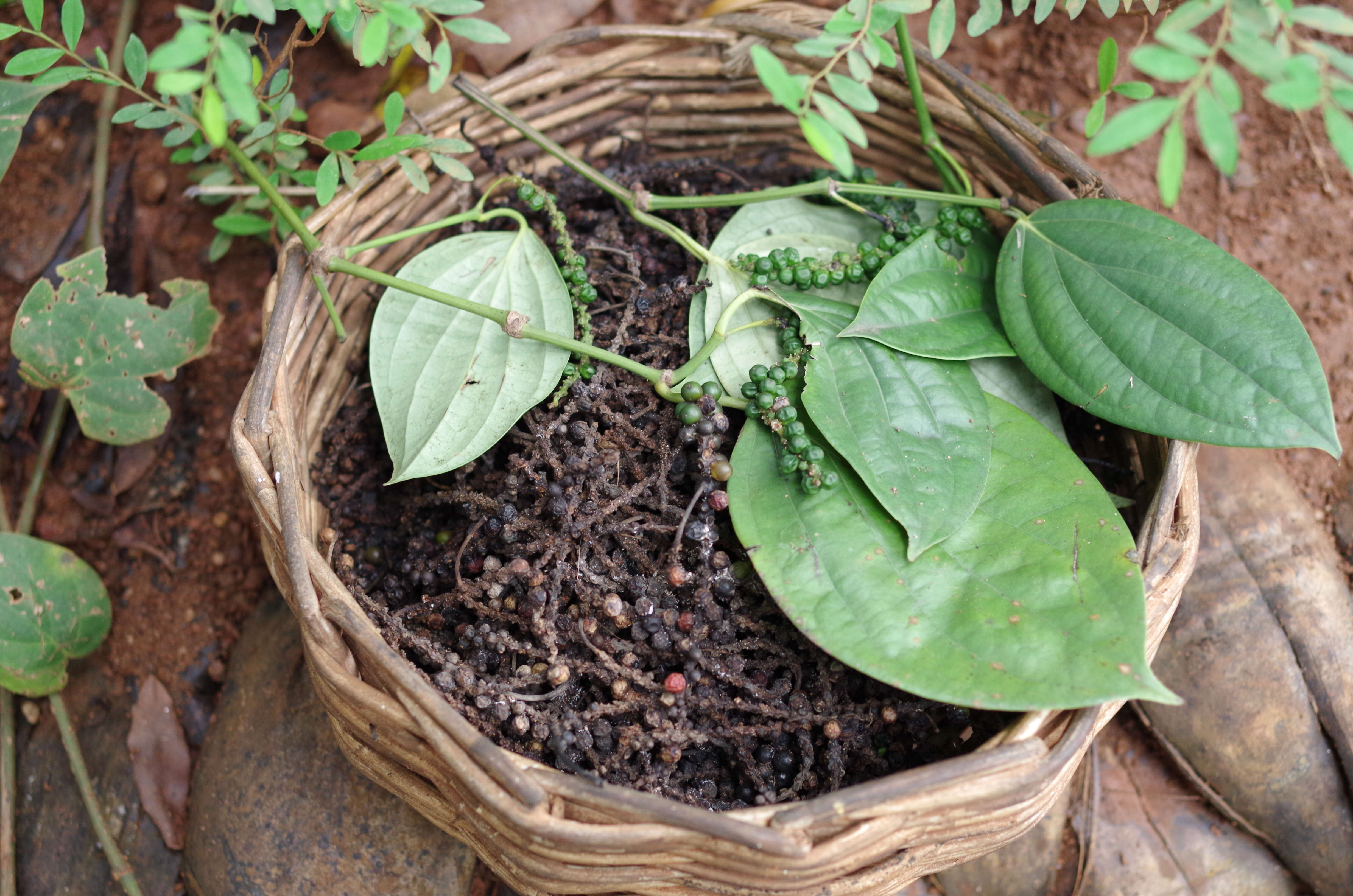 Image of black pepper