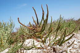 Image of Salicornia borysthenica N. N. Tzvelev