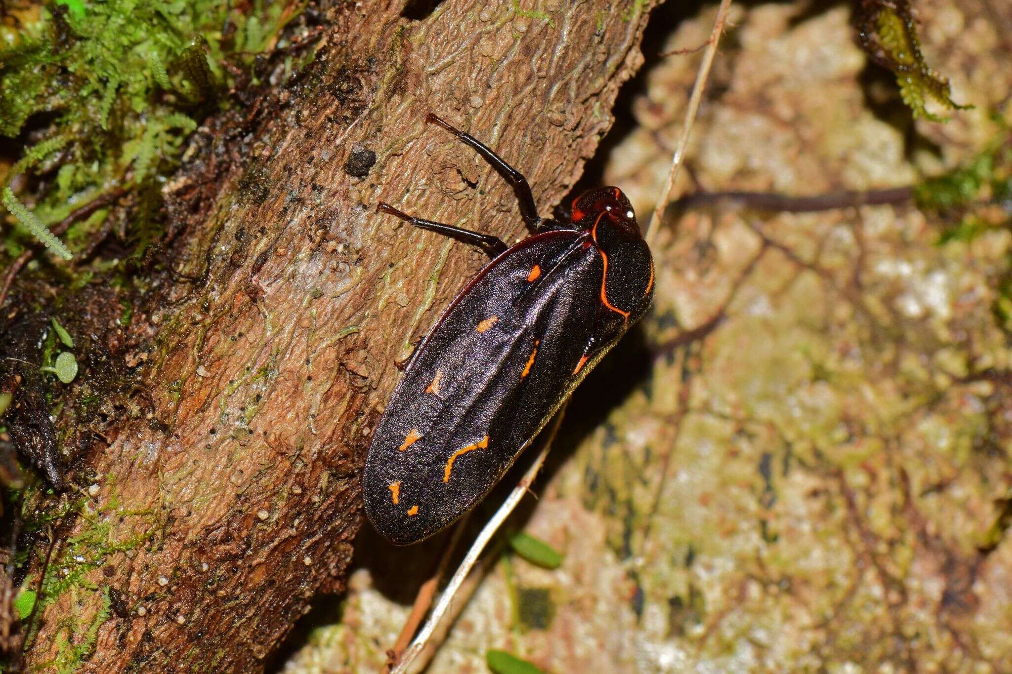 Image of Makonaima rivularis Distant 1909