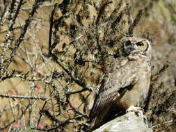 Image of <i>Bubo virginianus magellanicus</i>