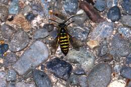 Image of Alaska Yellowjacket