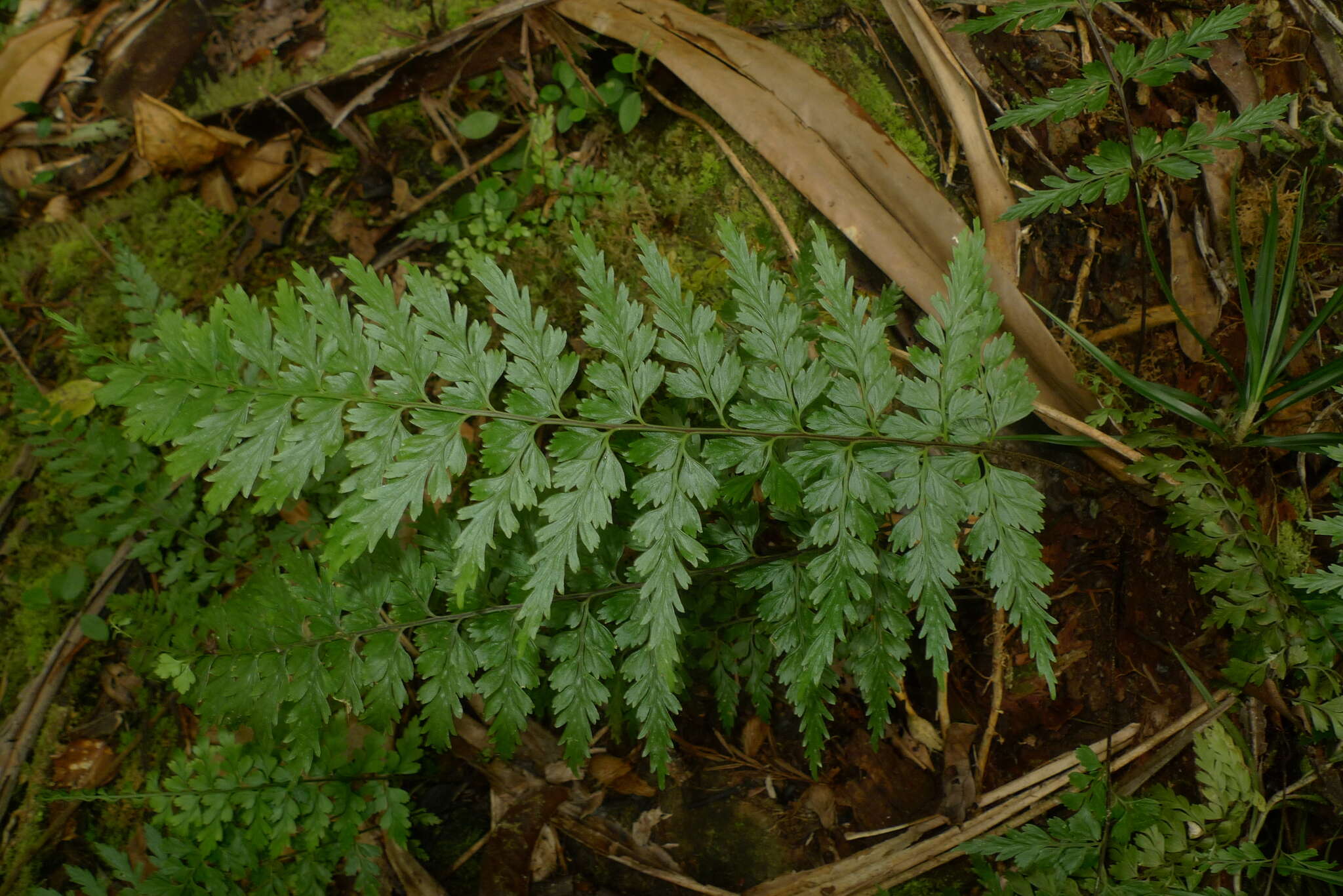 Image of Royal Spleenwort