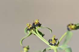 Image of Euphorbia tibetica Boiss.