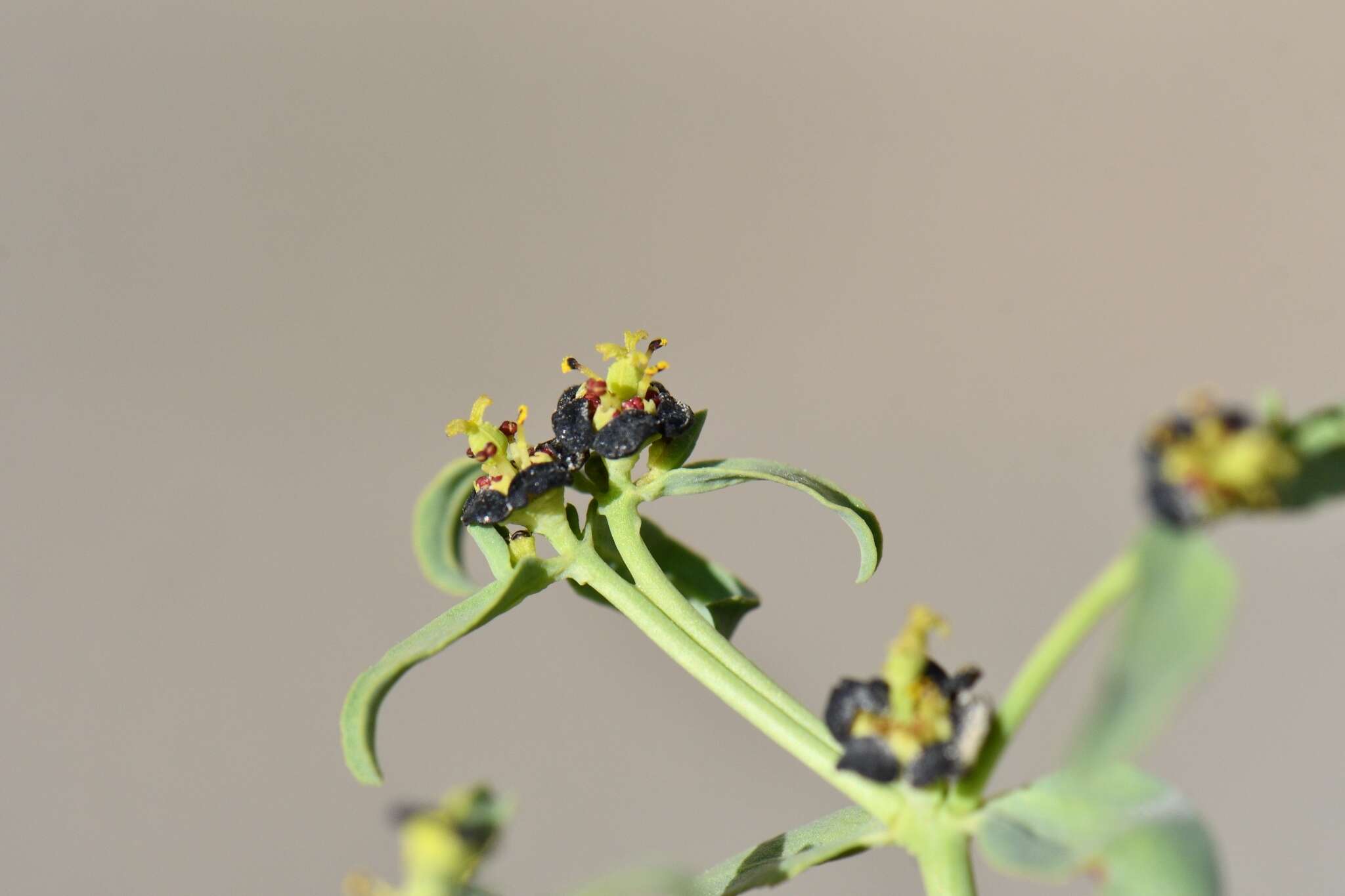 Image of Euphorbia tibetica Boiss.