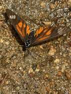 Image of Acraea baxteri Sharpe 1902