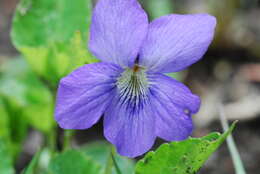 Слика од Viola nephrophylla Greene