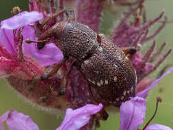 Hylobius transversovittatus (Goeze & J. A. E. 1777) resmi