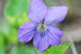 Image of northern bog violet