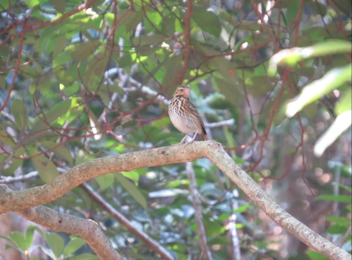 Image of Olive-backed Pipit