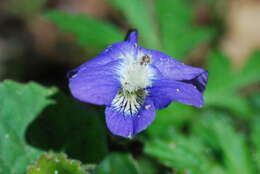 Слика од Viola nephrophylla Greene