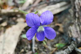 Image of northern bog violet