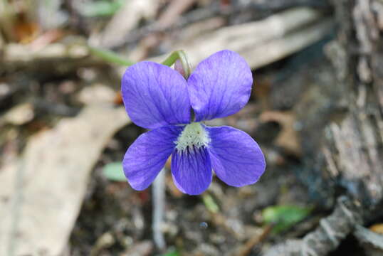 Слика од Viola nephrophylla Greene