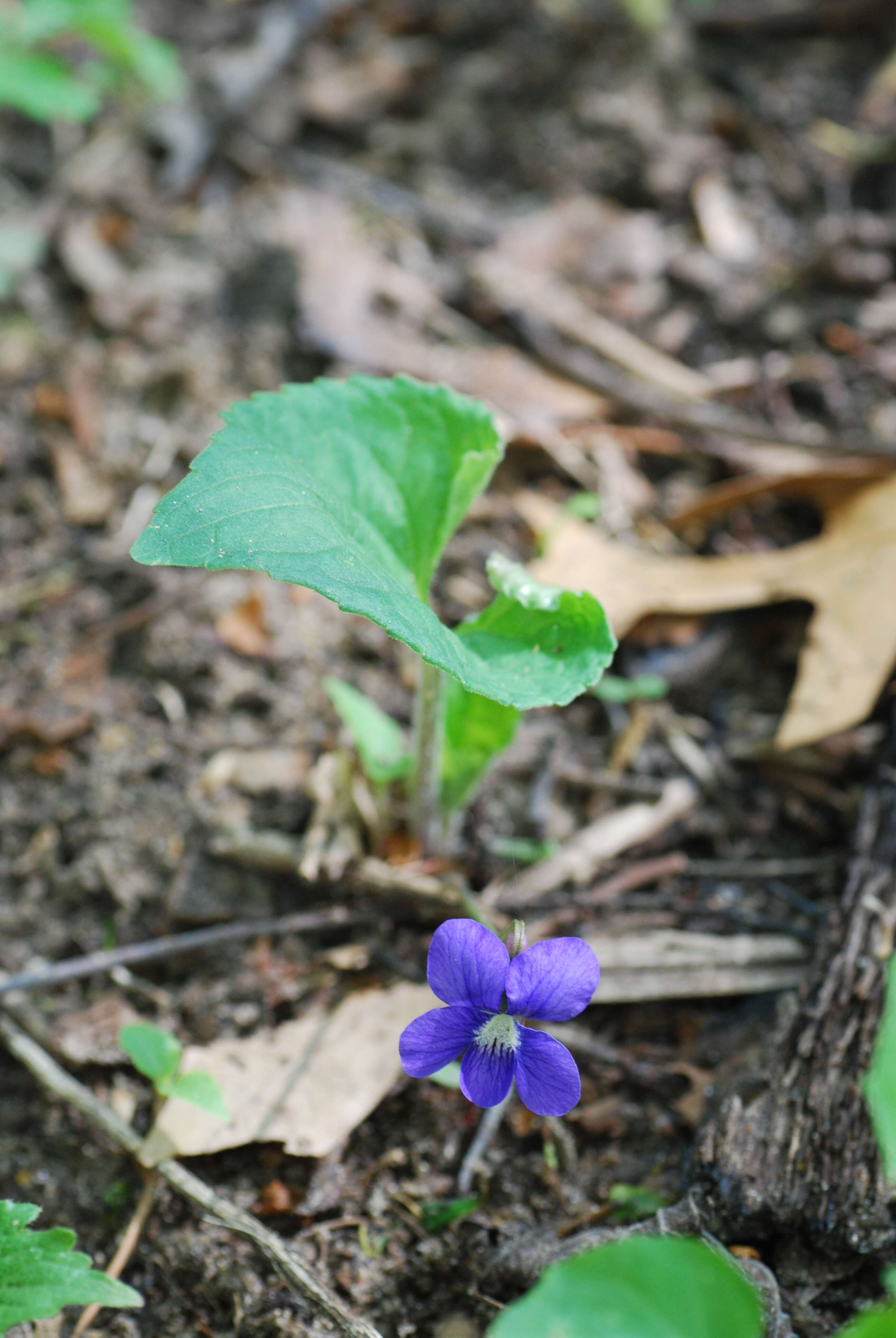 Image of northern bog violet