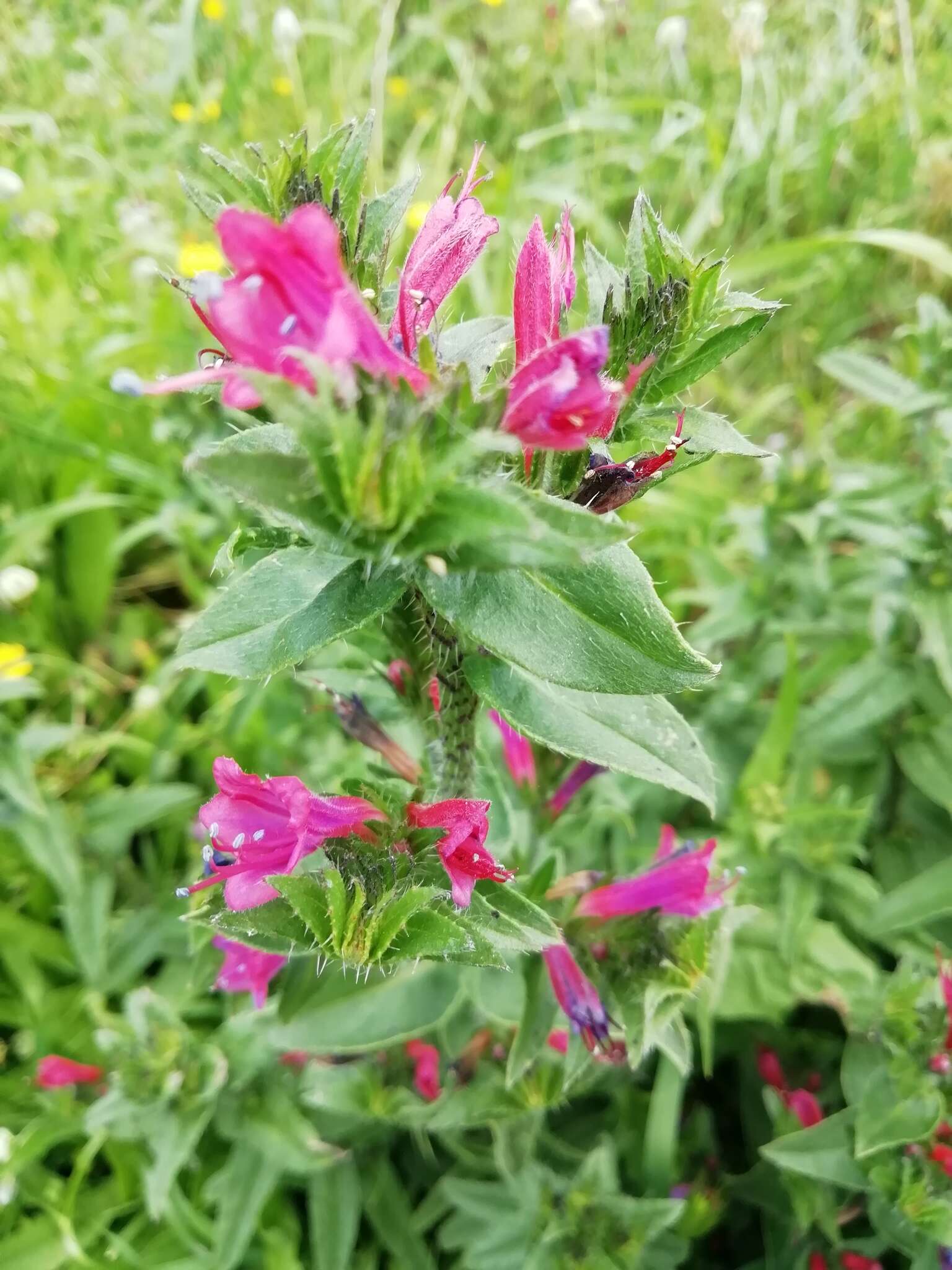 Plancia ëd Echium rosulatum Lange