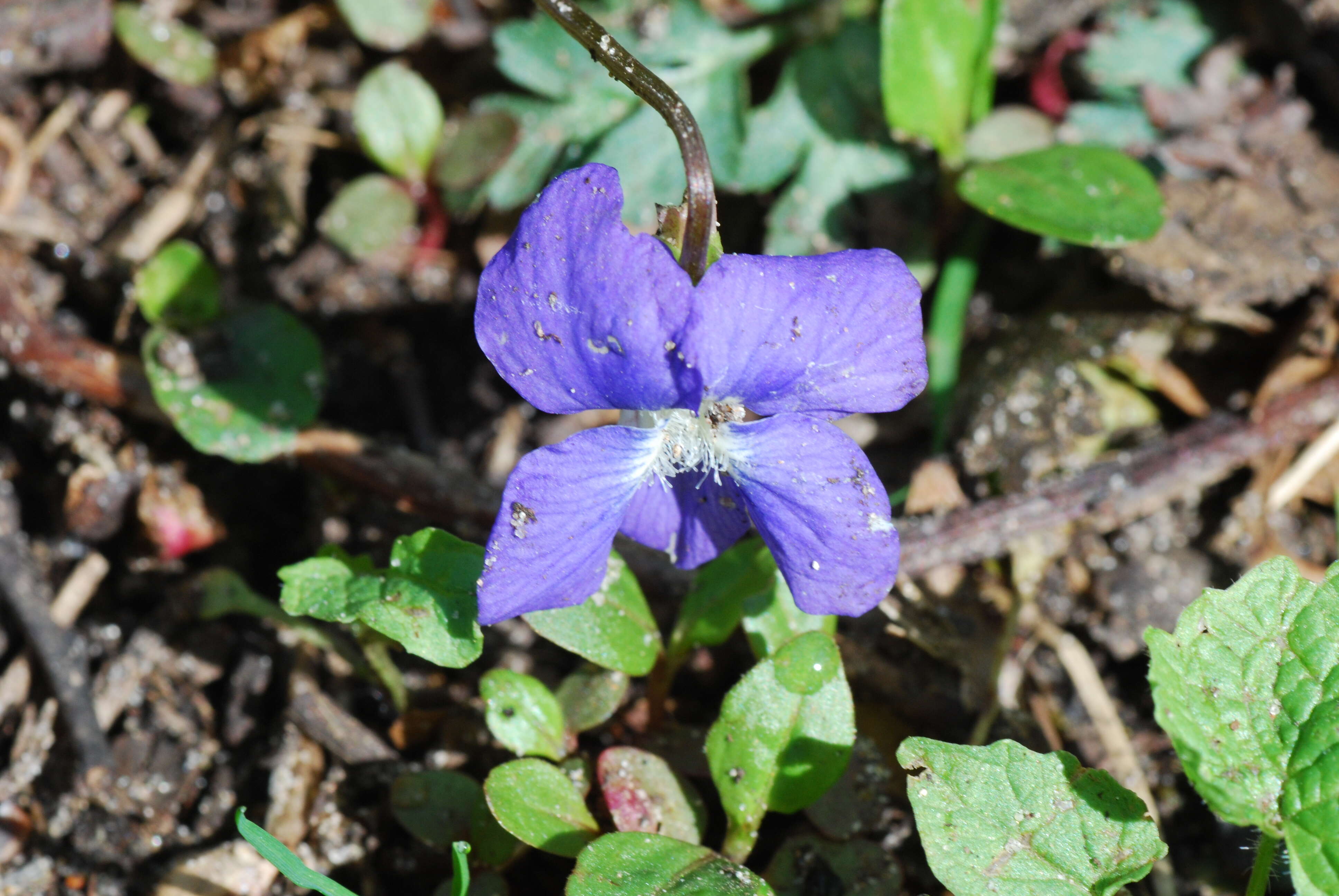 Слика од Viola nephrophylla Greene