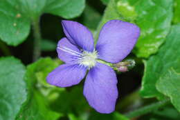 Image of northern bog violet