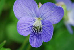 Слика од Viola nephrophylla Greene