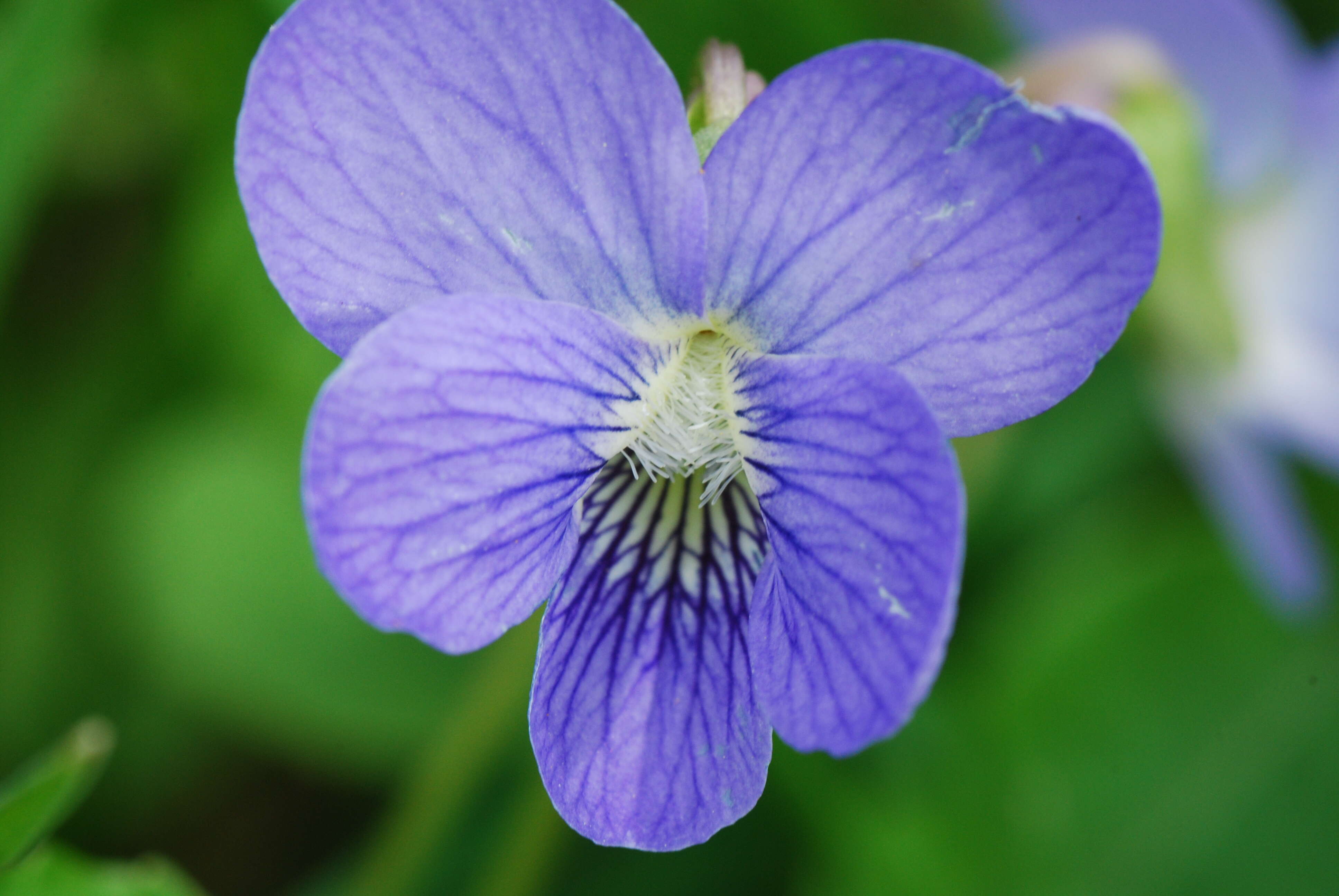 Слика од Viola nephrophylla Greene