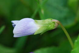 Image of northern bog violet