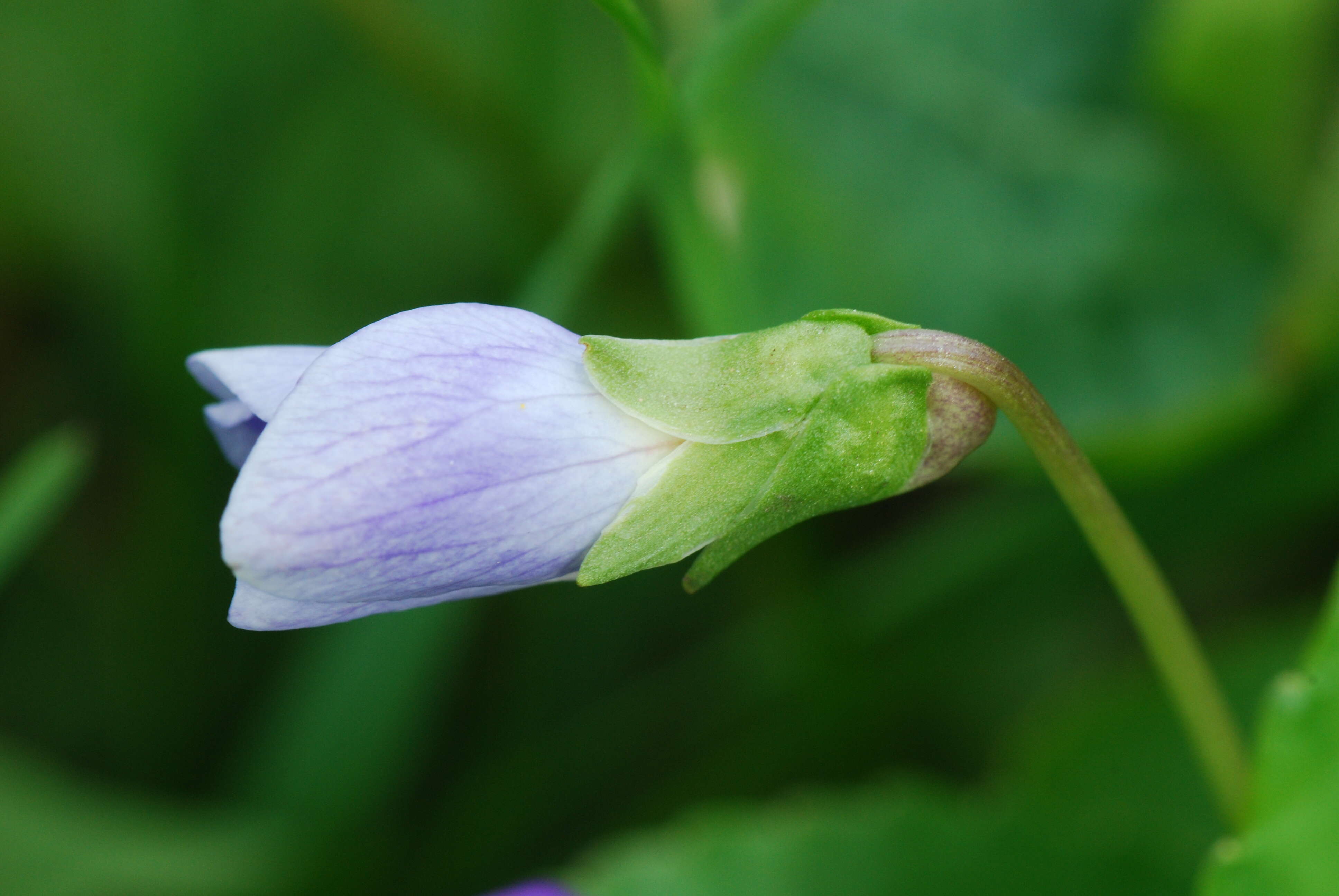 Image of northern bog violet