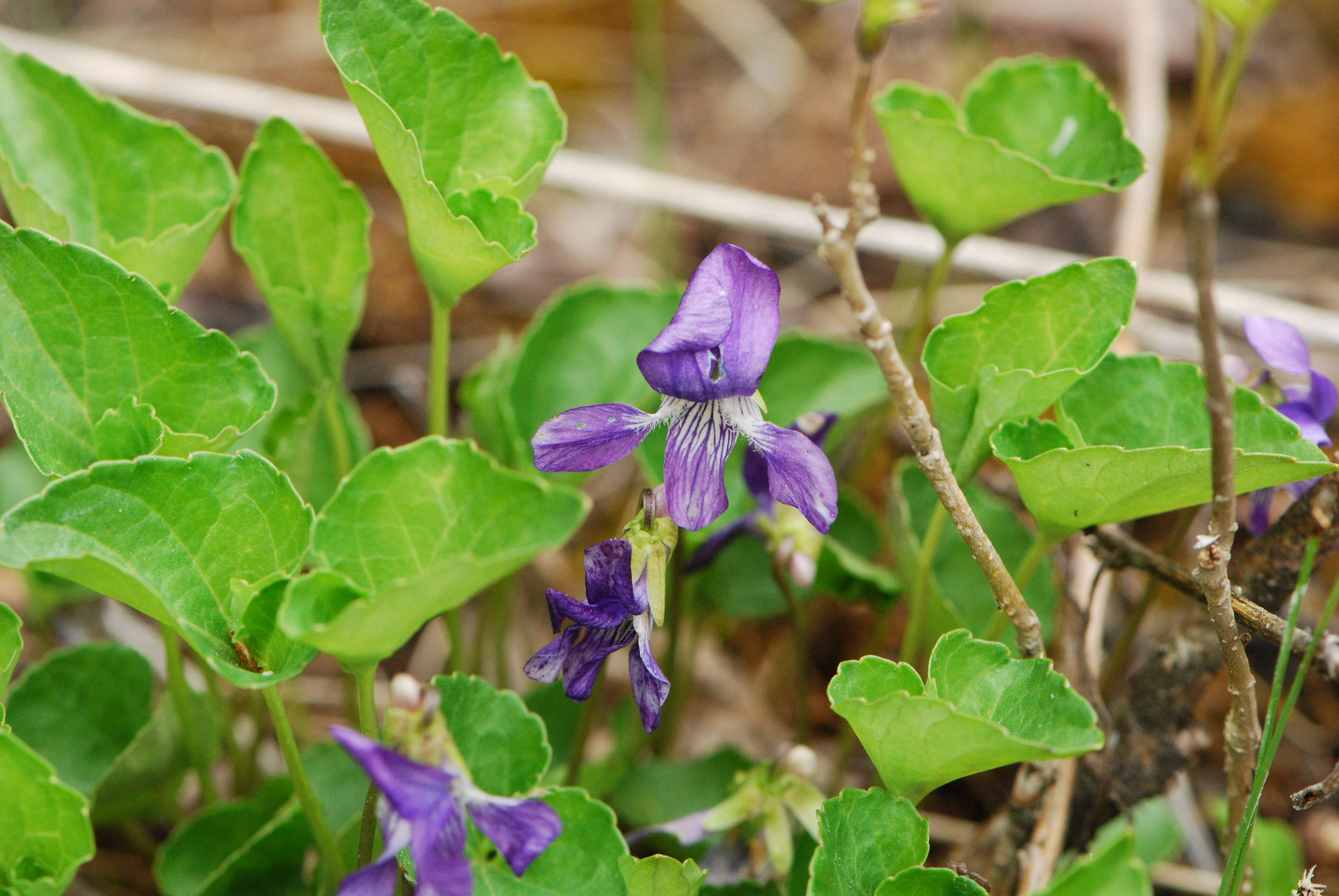 Слика од Viola nephrophylla Greene