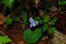 Image of northern bog violet