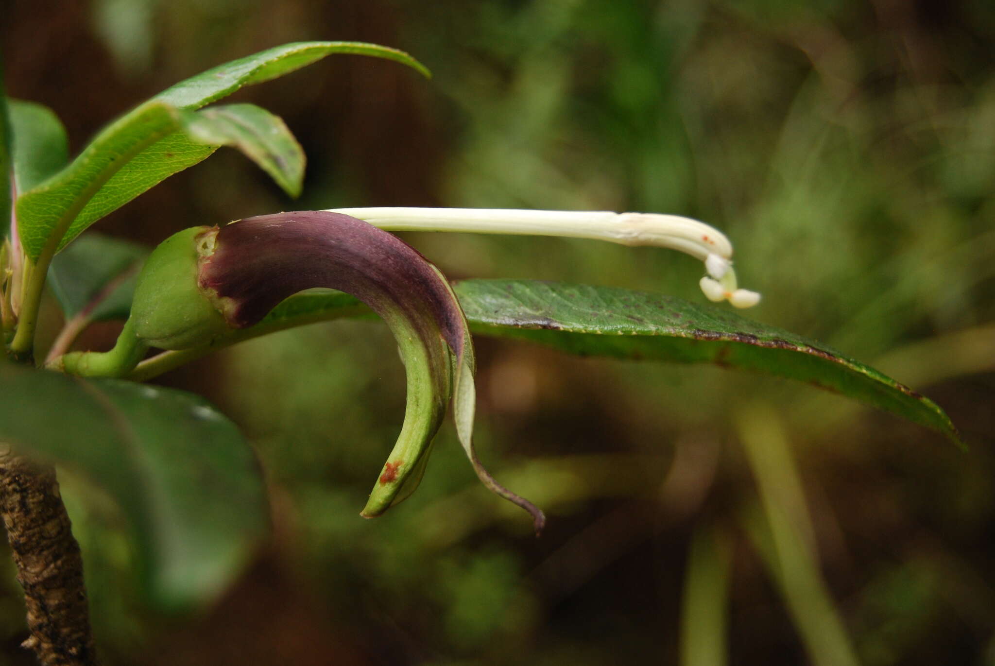 Слика од Clermontia fauriei H. Lév.