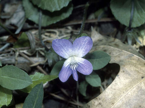 Слика од Viola cucullata Ait.