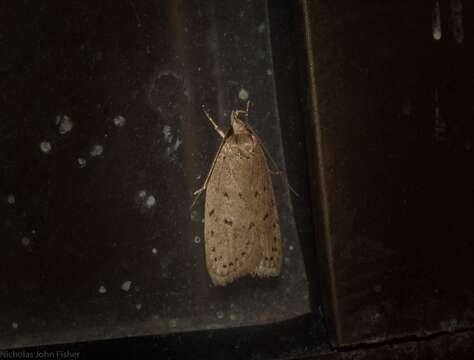 Image of Eulechria convictella Walker 1864