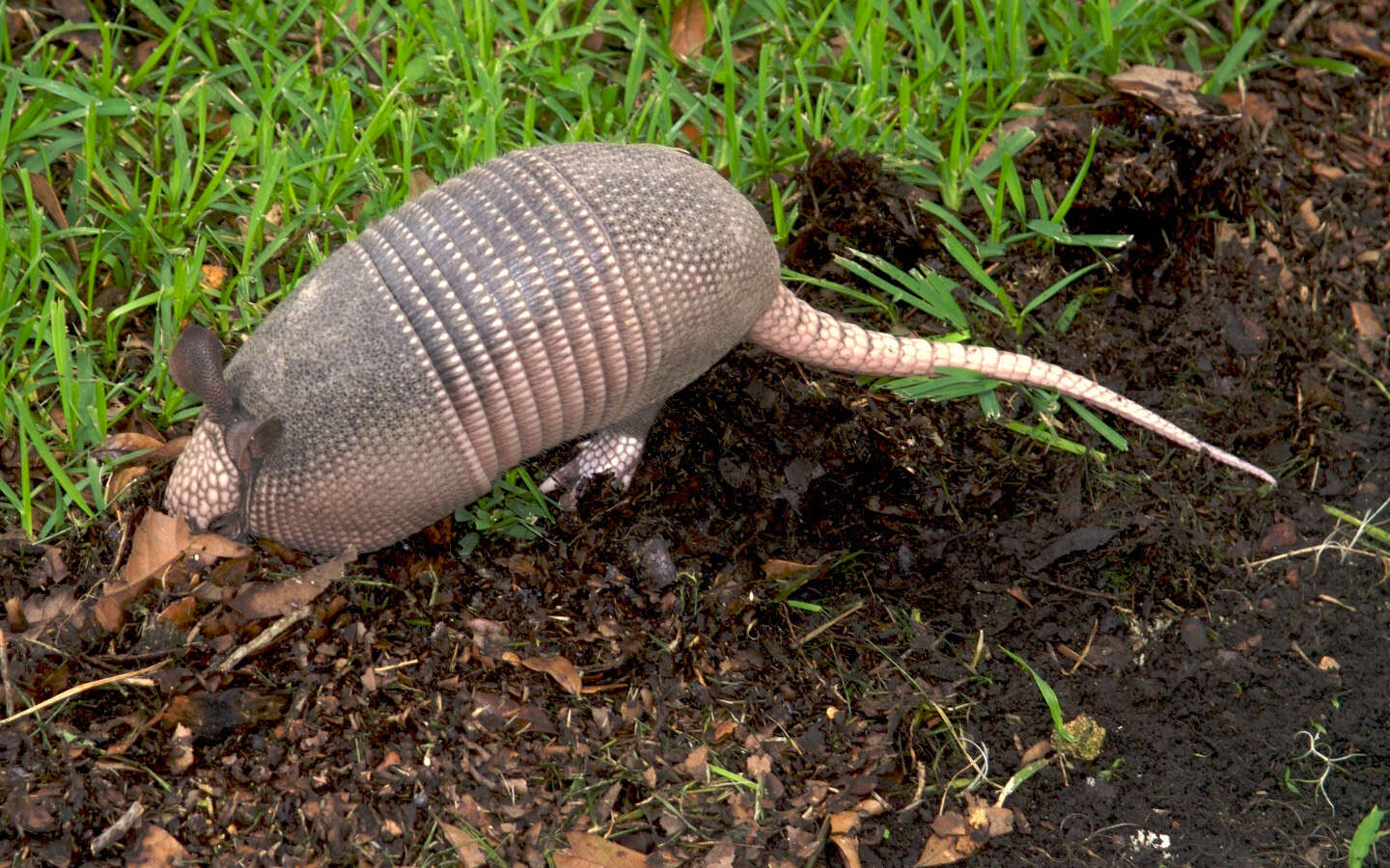 Image of long-nosed armadillos