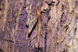 Image of Anzoplana trilineata Winsor 2006
