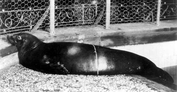 Image of Caribbean Monk Seal