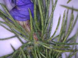 Image of Psoralea floccosa