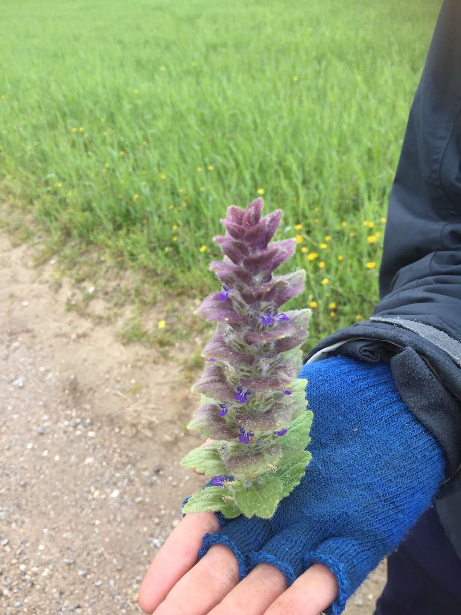 Image of Pyramidal Bugle