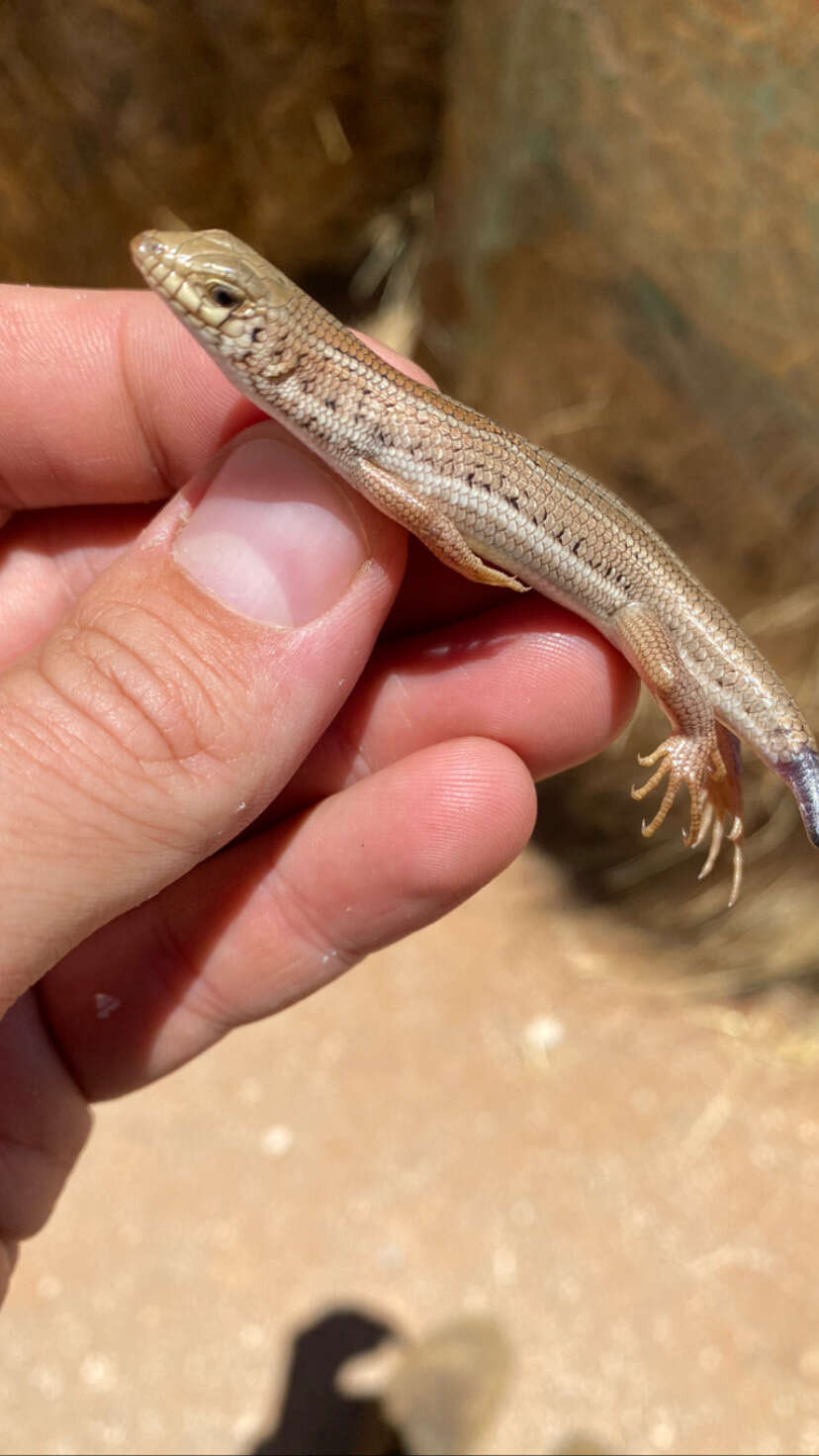 Image of Western three-striped skink