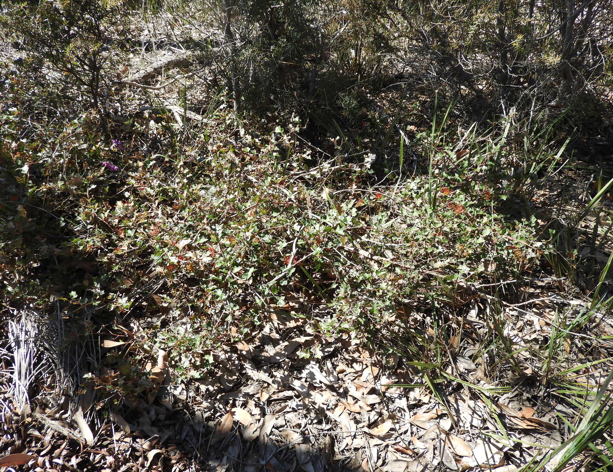 Plancia ëd Grevillea steiglitziana N. A. Wakefield