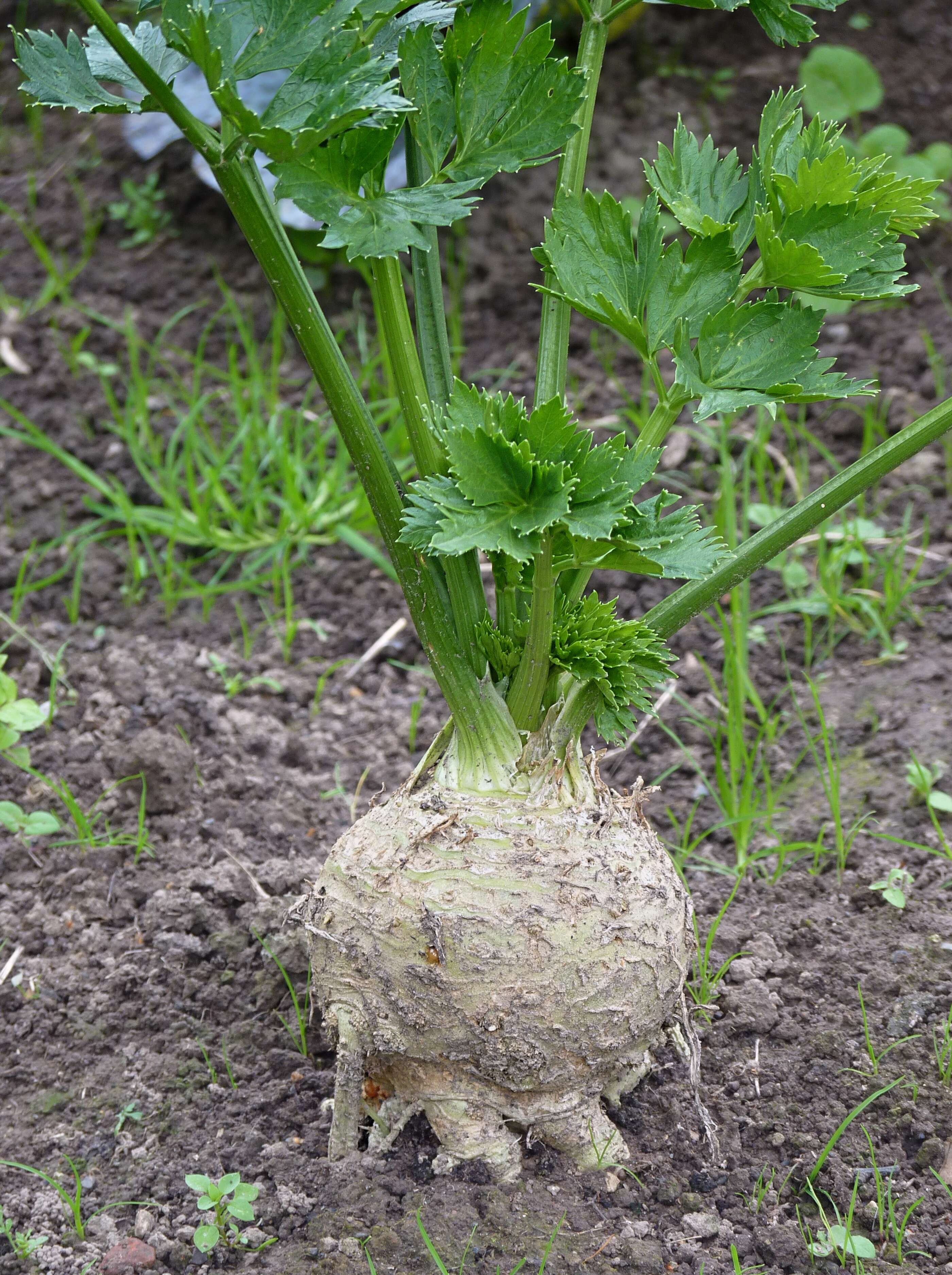 Image of Wild Celery