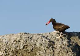 Image of Blackish Oystercatcher