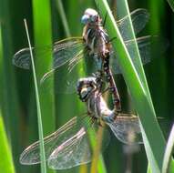 Image of Blue-eyed Darner