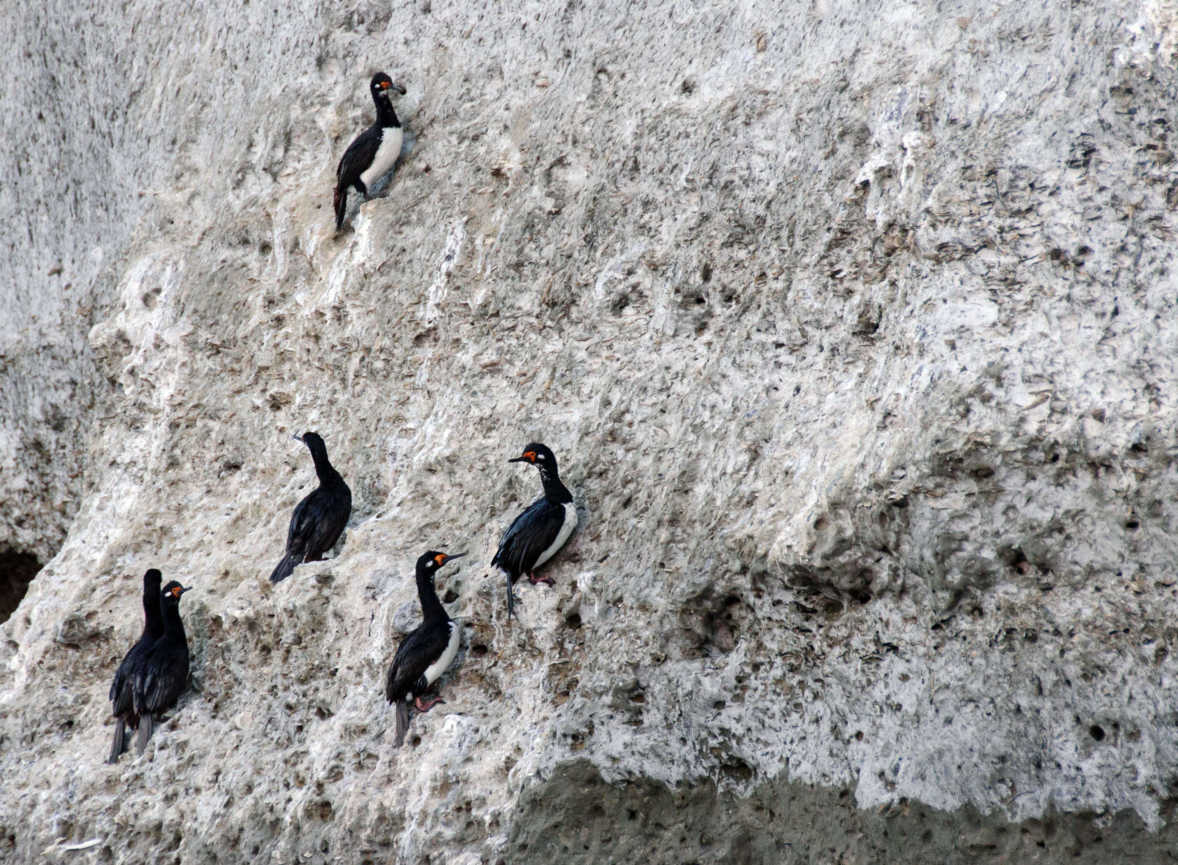 صورة Phalacrocorax magellanicus (Gmelin & JF 1789)