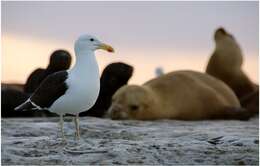 Image of Kelp Gull