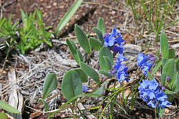 صورة Mertensia brevistyla S. Wats.