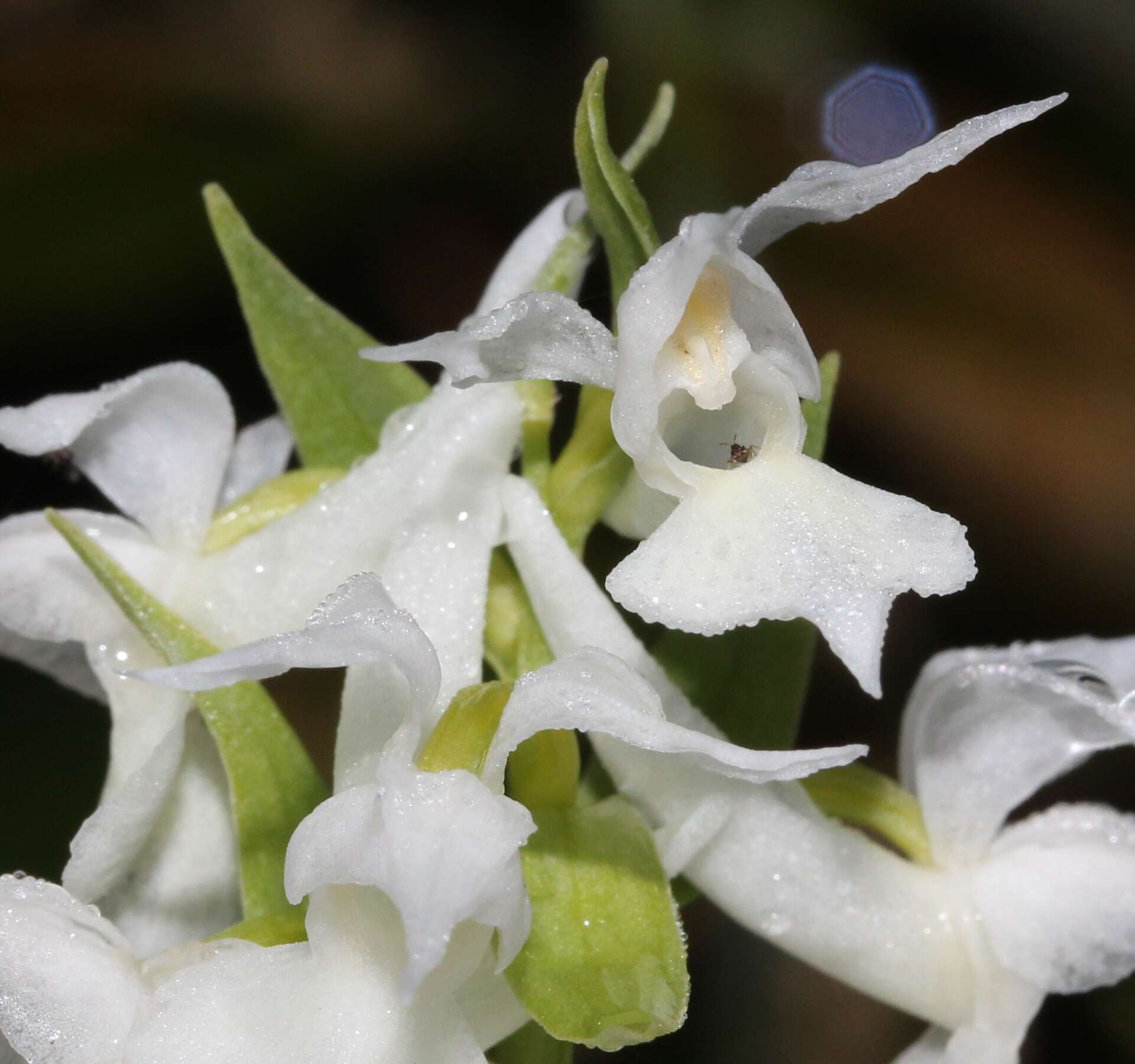 Image de Dactylorhiza aristata (Fisch. ex Lindl.) Soó