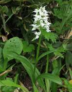 Image de Dactylorhiza aristata (Fisch. ex Lindl.) Soó