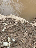 Слика од Thamnophis sirtalis dorsalis (Baird & Girard 1853)