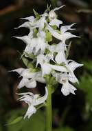 Image de Dactylorhiza aristata (Fisch. ex Lindl.) Soó